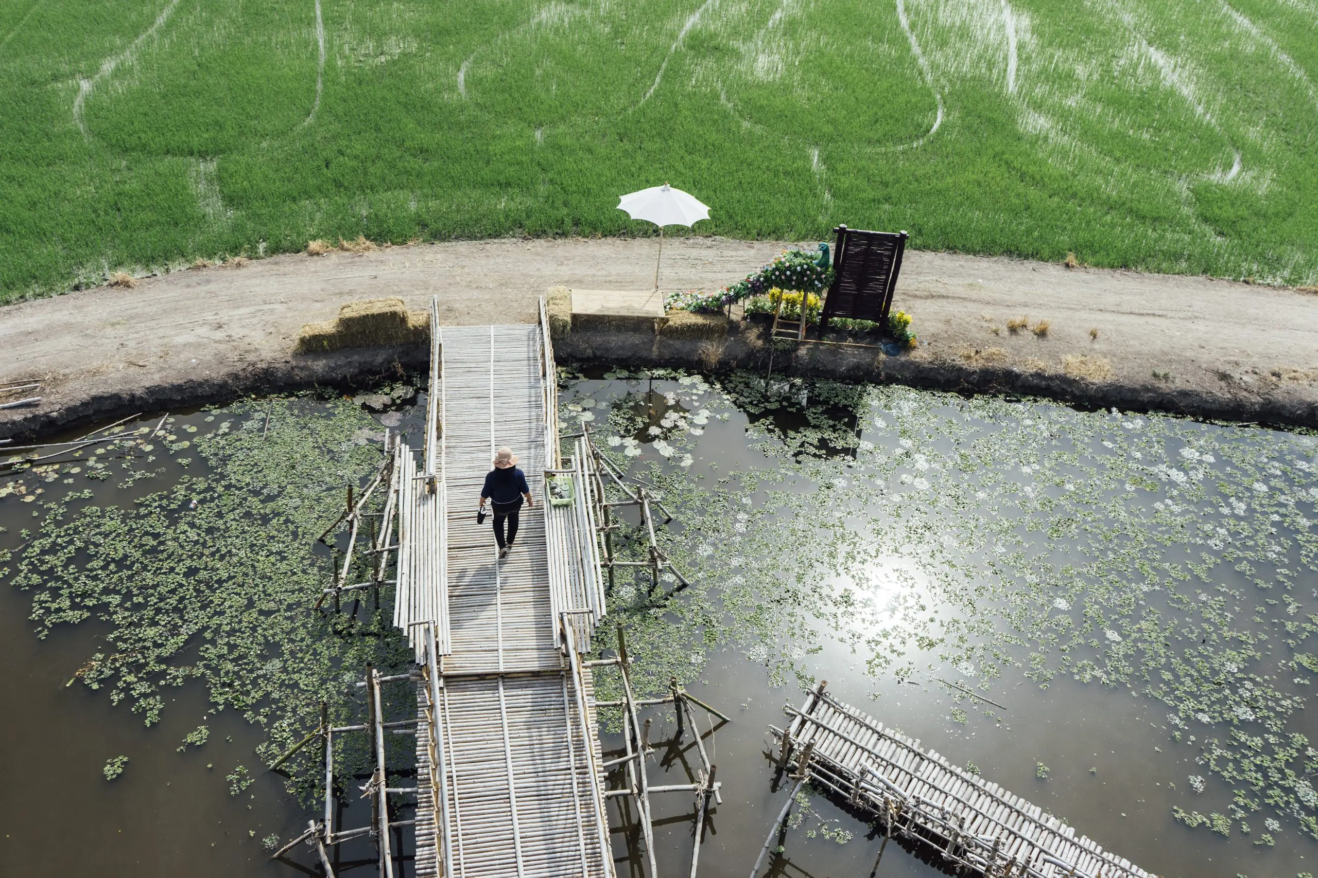 rice field and people on bridge walking in Thailand